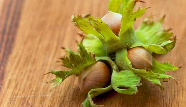 تصویر 2 از خرید و قیمت فندق شور بوداده + فروش عمده